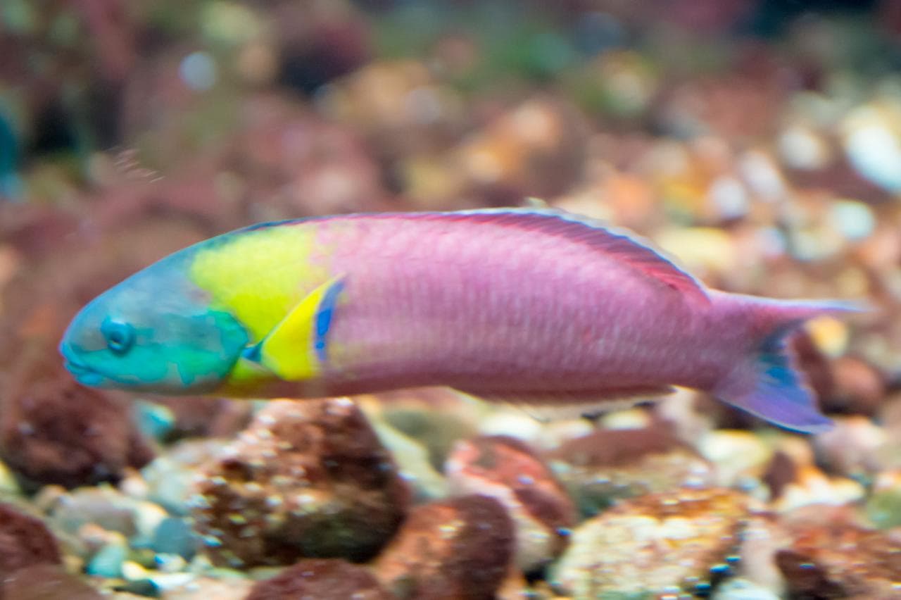 Real: Thalassoma lucasanum
