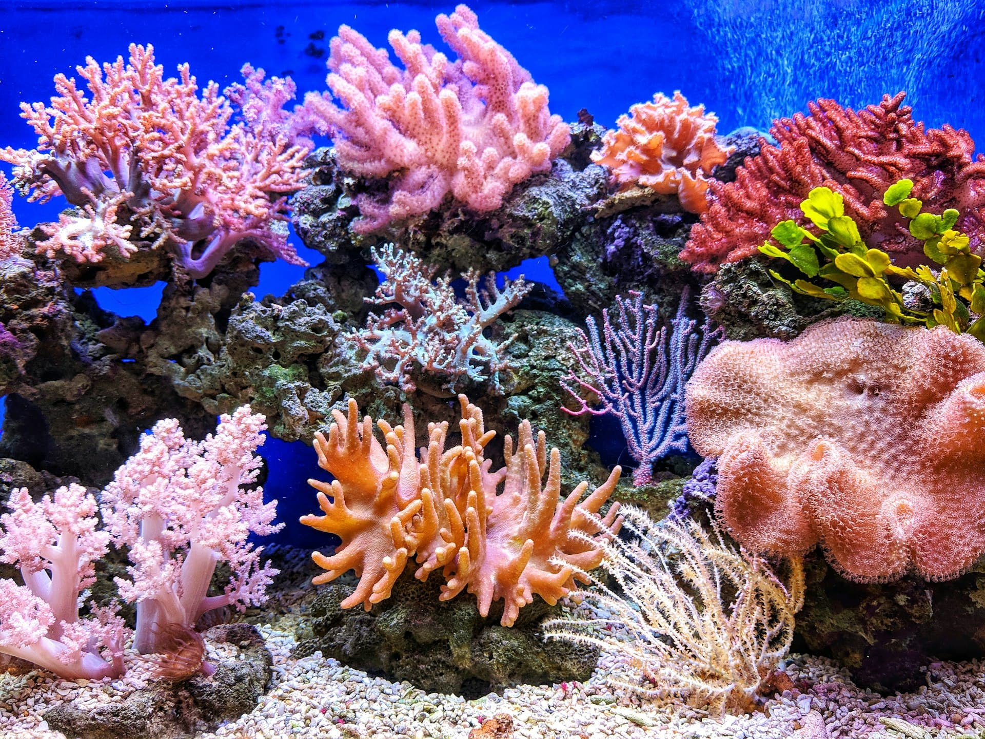 Colorful coral reef with NASA data