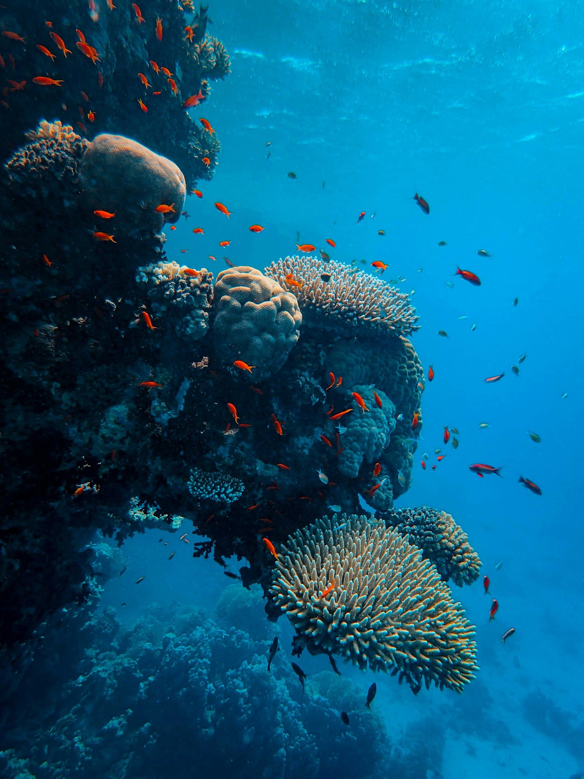 Ocean life under threat